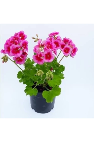 Sardunya Fıdesı Fidanı 10-20 cm - Resim 2