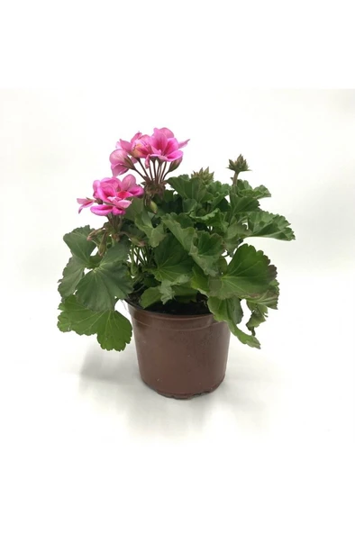 Sardunya Alacalı Pembe Sakız Sardunya Fidanı 10-20 cm - Resim 5