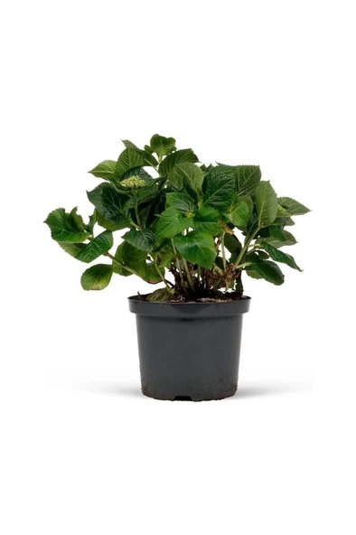 Saksılı Beyaz Ortanca Fidanı 10-20 Cm - Resim 4