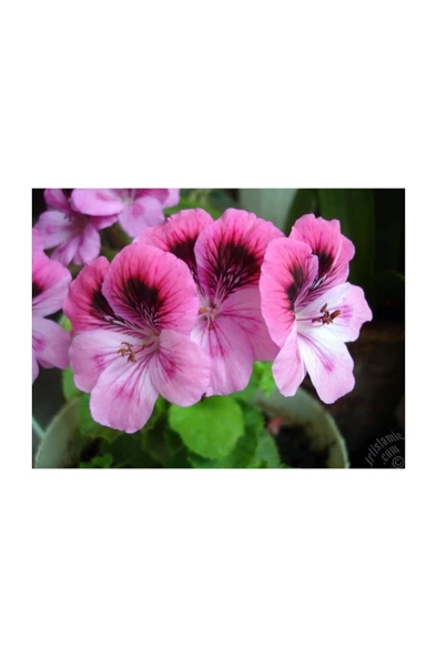 Alacalı Pembe Sakız Sardunya Fidanı 10-20 Cm ürün görseli