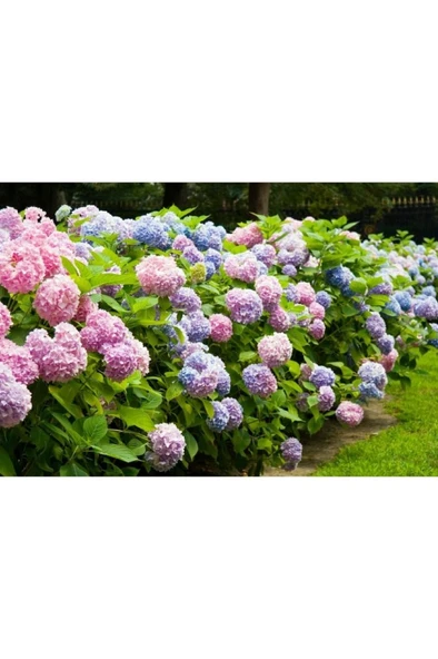 Ortanca Fidanı, 3 Adet 10-20 cm ürün görseli