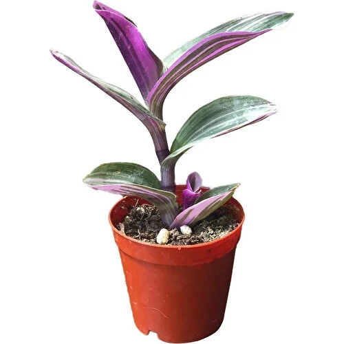 Tradescantia Zebrina Kaktüs Sukulent 10-20 cm ürün görseli