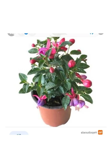 Küpeli Çiçeği Fidesi Fidanı 10-20 cm ürün görseli