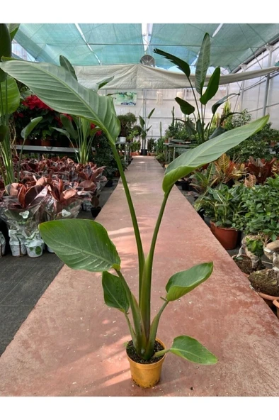Starliçe Cennet Kuşu Strelitzia Nicolai 30-60 cm - Resim 3