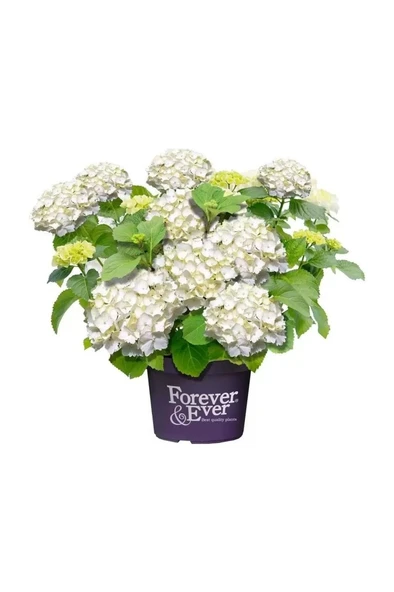 Saksılı Beyaz Ortanca Fidanı 10-20 Cm ürün görseli