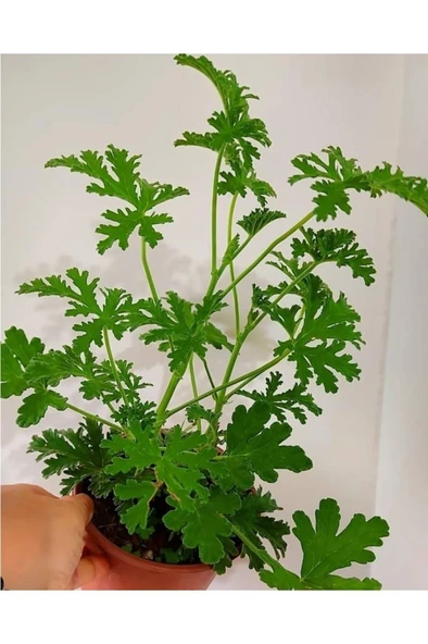İtır Cıcegı Fıdesı Fidanı 10-20 cm ürün görseli