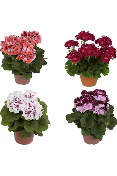 Parlak Kırmızı Canan Sardunya Fidesi Pelargonium Aristo 10-20 Cm - Resim 2