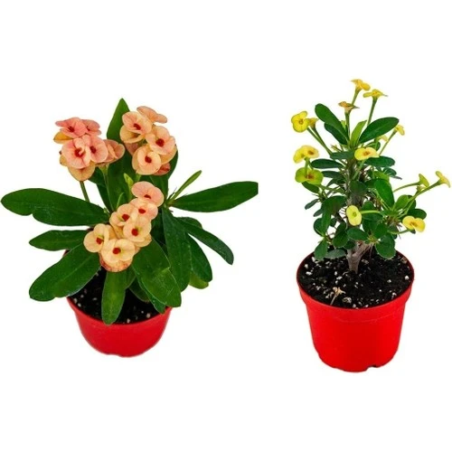 Euphorbia Milli Dikenler Tacı 2'li Set 10-20 cm - Resim 2