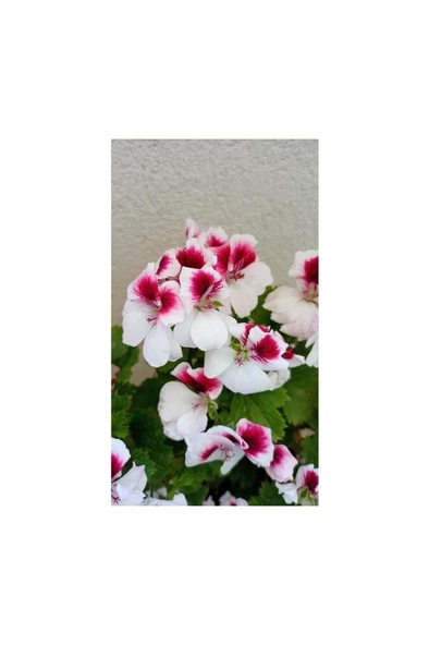 Canan Ceylan Gözlü Sardunya Fidanı Mor Beyaz 10-20 cm ürün görseli