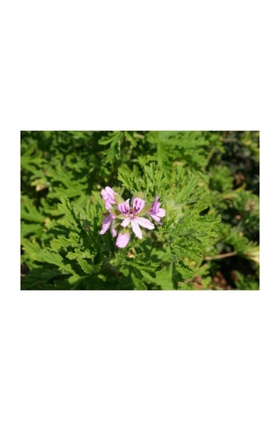 Itır Çiçeği Fidanı 2 Adet 10-20 cm - Resim 3