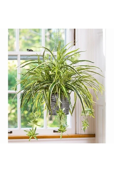 Kurdele Çiçeği- Chlorophytum 10-20 cm ürün görseli