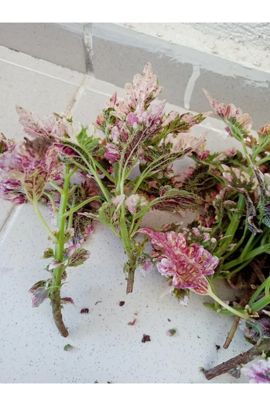 Yaprak Güzeli Fidanı Sihirbaz Fırfırlı 10-20 Cm - Resim 4