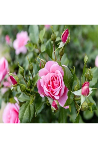 Beverly Gül Fidanı Pembe Gül Fidanı 10-20 cm - Resim 3