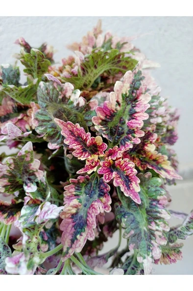 Yaprak Güzeli Fidanı Sihirbaz Fırfırlı 10-20 Cm - Resim 3