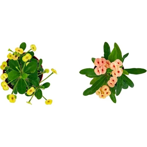 Euphorbia Milli Dikenler Tacı 2'li Set 10-20 cm ürün görseli