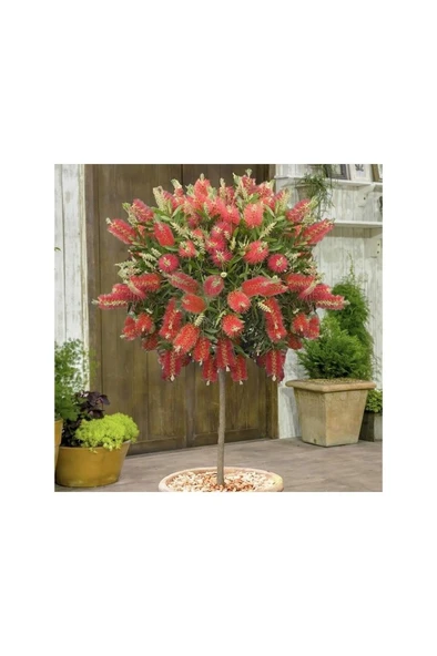 Ebruli Fırça Çalısı Fidanı 30-60 Cm - Resim 2