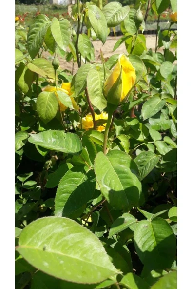 Sarı Gül Fidanı Fidesi 1 Adet 10-20 cm ürün görseli