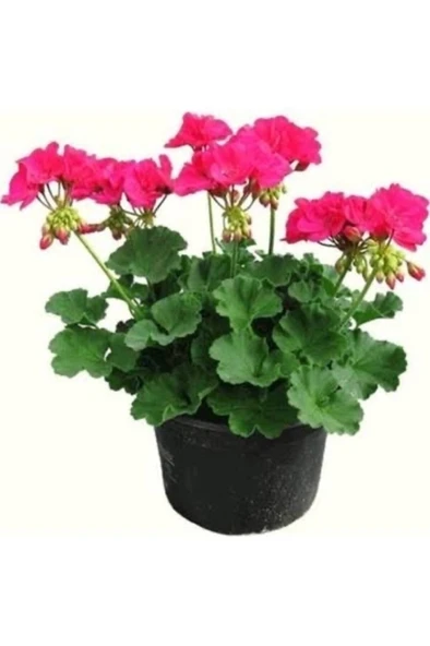 Sardunya Fıdesı Fidanı 10-20 cm ürün görseli