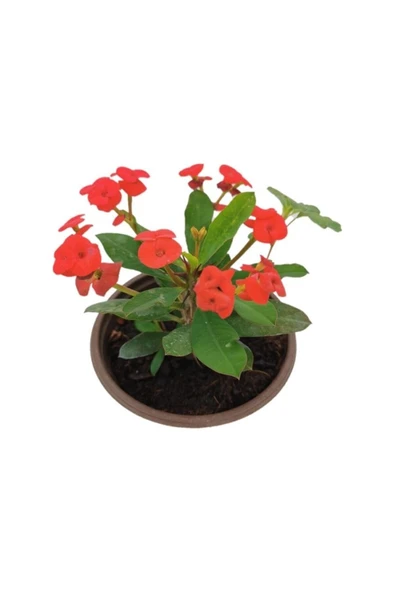 Mini Euphorbia Milii Kaktüs Dikenler Tacı Kırmızı Renkli 10-15 cm - Resim 2