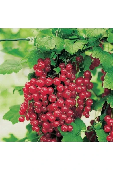 Kırmızı Frenk Üzümü Fidanı 10-20 cm ürün görseli