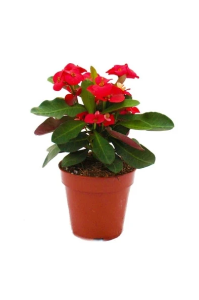 Mini Euphorbia Milii Kaktüs Dikenler Tacı Kırmızı Renkli 10-15 cm ürün görseli