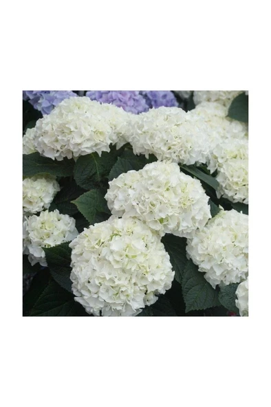 Saksılı Beyaz Ortanca Fidanı 10-20 Cm - Resim 2