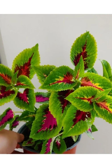 Yaprak Güzeli Fidanı Özel Renk 10-20 cm - Resim 4