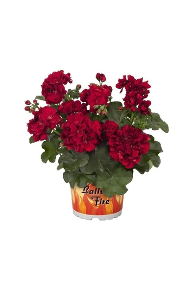 Bordo Sakız Sardunya Çiçeği Fidanı 10-20 Cm ürün görseli