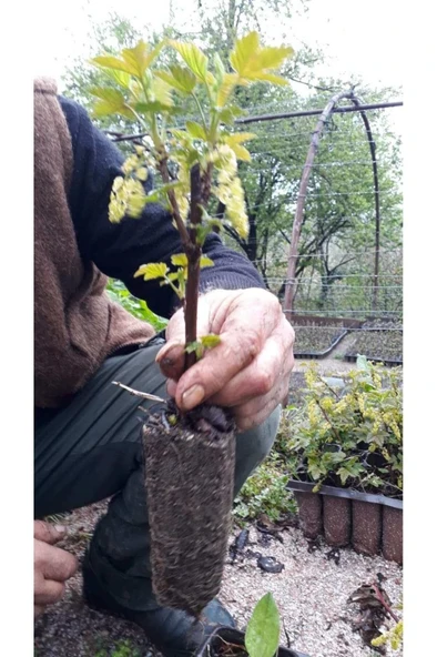 Kırmızı Frenk Üzümü Fidanı 10-20 cm - Resim 2