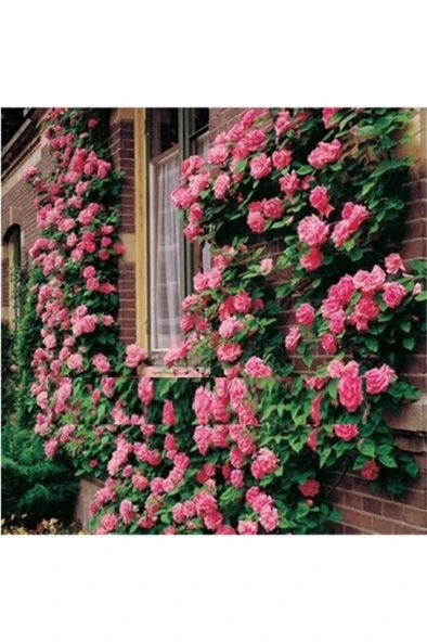 Beverly Gül Fidanı Pembe Gül Fidanı 10-20 cm - Resim 2