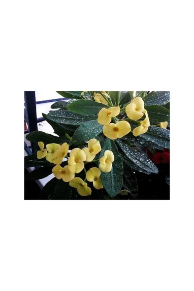 Sarı Dikenler Tacı Çiçeği Fidanı Saksılı 10-20 Cm ürün görseli