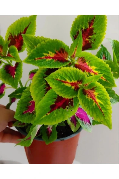 Yaprak Güzeli Fidanı Özel Renk 10-20 cm - Resim 3