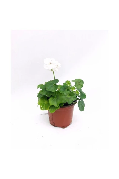 Sakız Sardunya Fidanı Beyaz Renk 10-20 cm ürün görseli