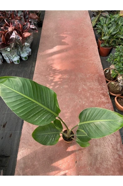 Starliçe Cennet Kuşu Strelitzia Nicolai 30-60 cm - Resim 2