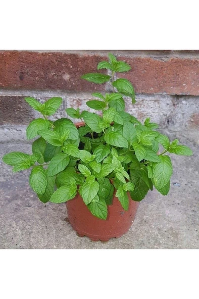 Geniş Yapraklı Yeşil Nane Fidanı 10-20 Cm ürün görseli