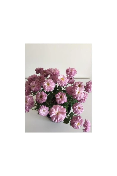 Kasımpatı Çiçeği Fidesi Pembe 10-20 cm ürün görseli