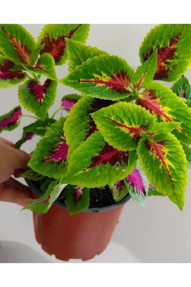 Yaprak Güzeli Fidanı Özel Renk 10-20 cm - Resim 2