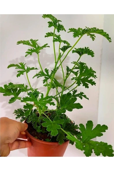 İtır Cıcegı Fıdesı Fidanı 10-20 cm - Resim 3