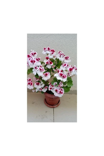 Canan Ceylan Gözlü Sardunya Fidanı Mor Beyaz 10-20 cm - Resim 2