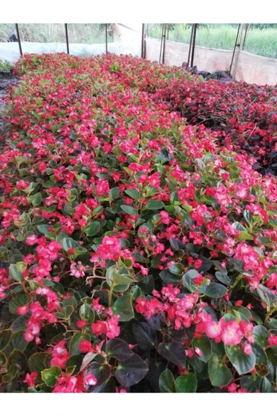 Begonia Thurstonii - Yağlı Begonya - Yağlı Begonya Çiçeği 10-20 cm - Resim 3