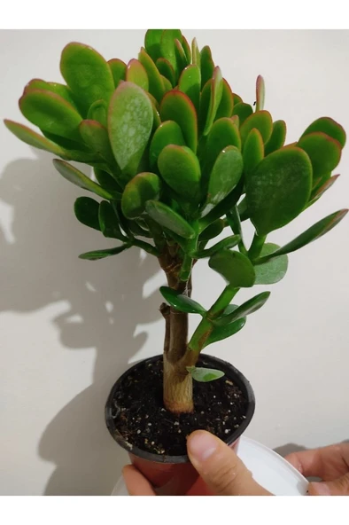 Bonsai Para Çiçeği Şans Çiçeği Bereket Çiçeği 10-20 cm ürün görseli