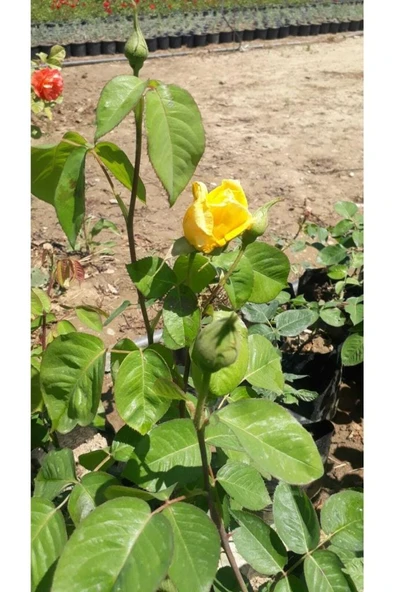 Sarı Gül Fidanı Fidesi 1 Adet 10-20 cm - Resim 2