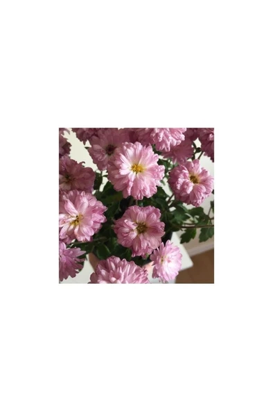 Kasımpatı Çiçeği Fidesi Pembe 10-20 cm - Resim 5