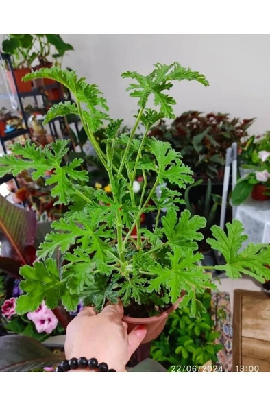 İtır Cıcegı Fıdesı Fidanı 10-20 cm - Resim 2