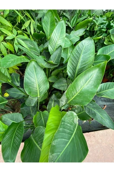 Starliçe Cennet Kuşu Strelitzia Nicolai 30-60 cm ürün görseli