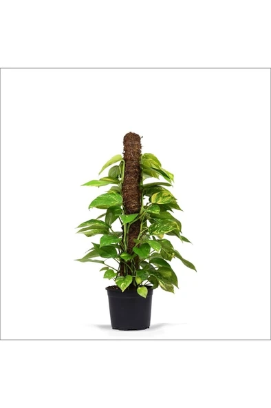 Pothos Salon Sarmaşığı Fidanı 10-20 cm ürün görseli
