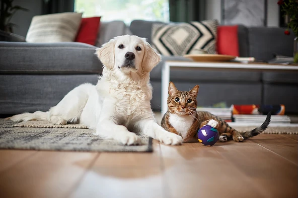 Philips XB7151/07 Marathon Daily Toz Torbasız Elektrikli Süpürge - Resim 10