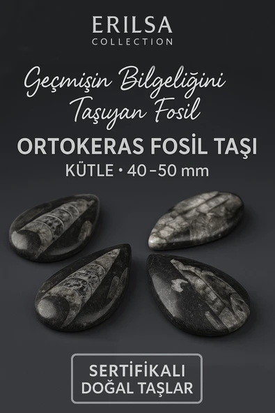 Sertifikalı Ortokeras Fosil Taşı Kütle 40–50 mm – Bilgelik ve Koruma Fosili ürün görseli