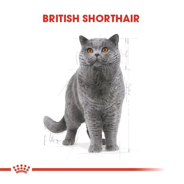 Royal Canin British Shorthair Adult Yetişkin Kedi Maması - 7