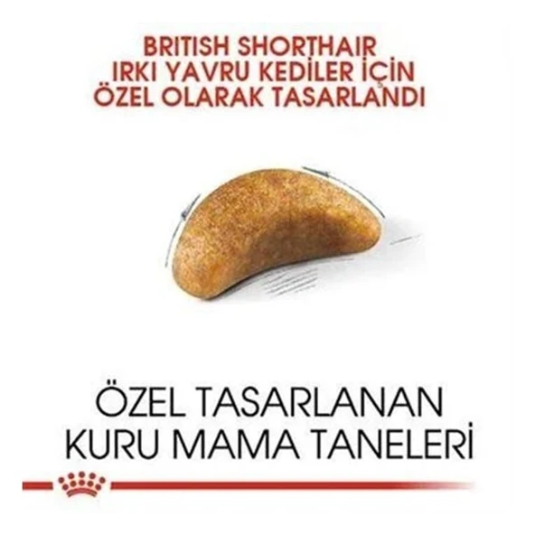 Royal Canin British Shorthair Kitten Yavru Kedi Maması - Resim 4